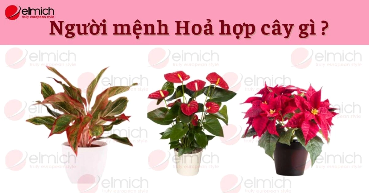 Bật mí người mệnh Hỏa hợp cây gì để thu hút nhiều may mắn
