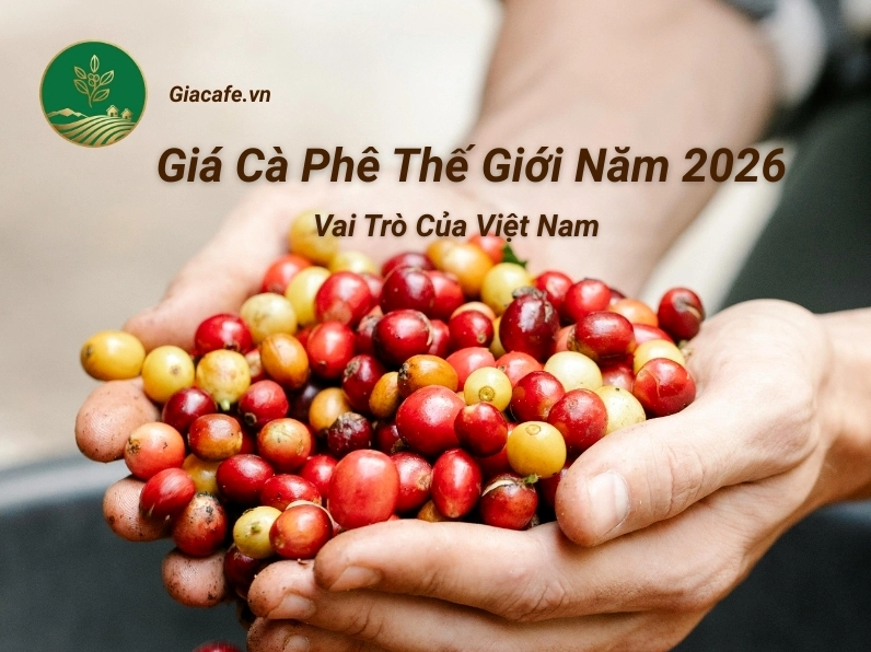 Biểu đồ giá cà phê Đắk Nông 2026