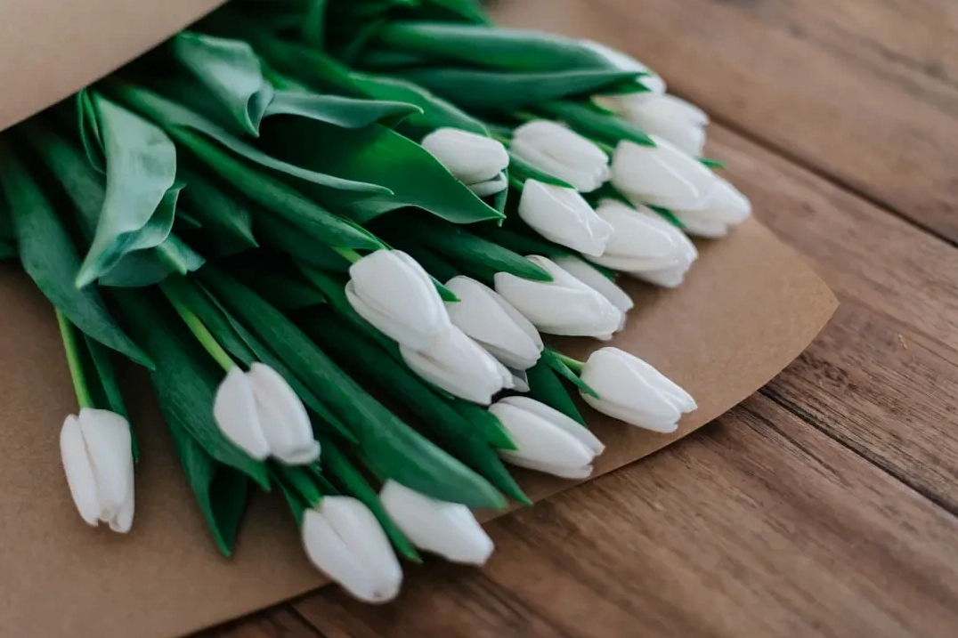 Bộ sưu tập hình ảnh hoa tulip trắng đẹp tinh khôi