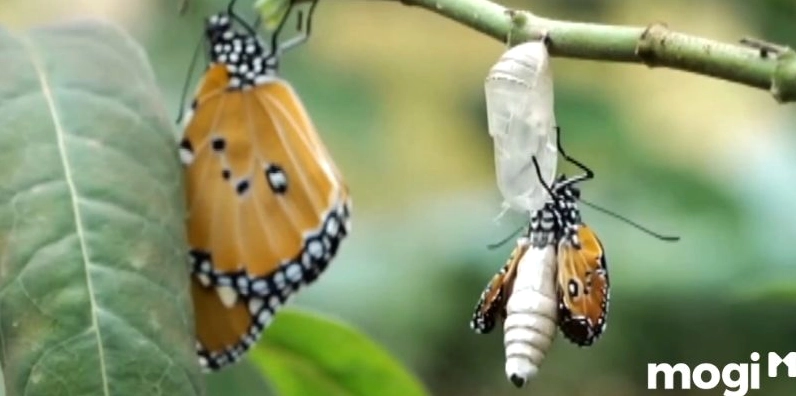 Bươm bướm nâu bay vào nhà làm kén