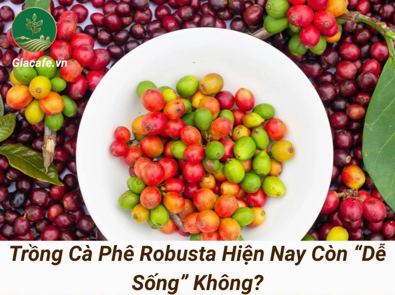 Cà phê Robusta Đắk Nông chất lượng cao