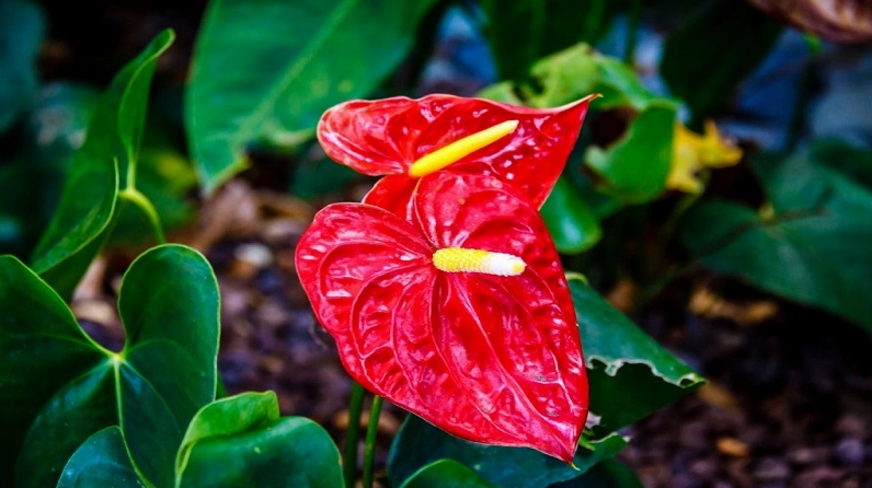 Cây Hồng Môn
