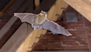 chuyen-gia-giai-ma-doi-bay-vao-nha-la-diem-gi-tot-hay-xau-mo_550