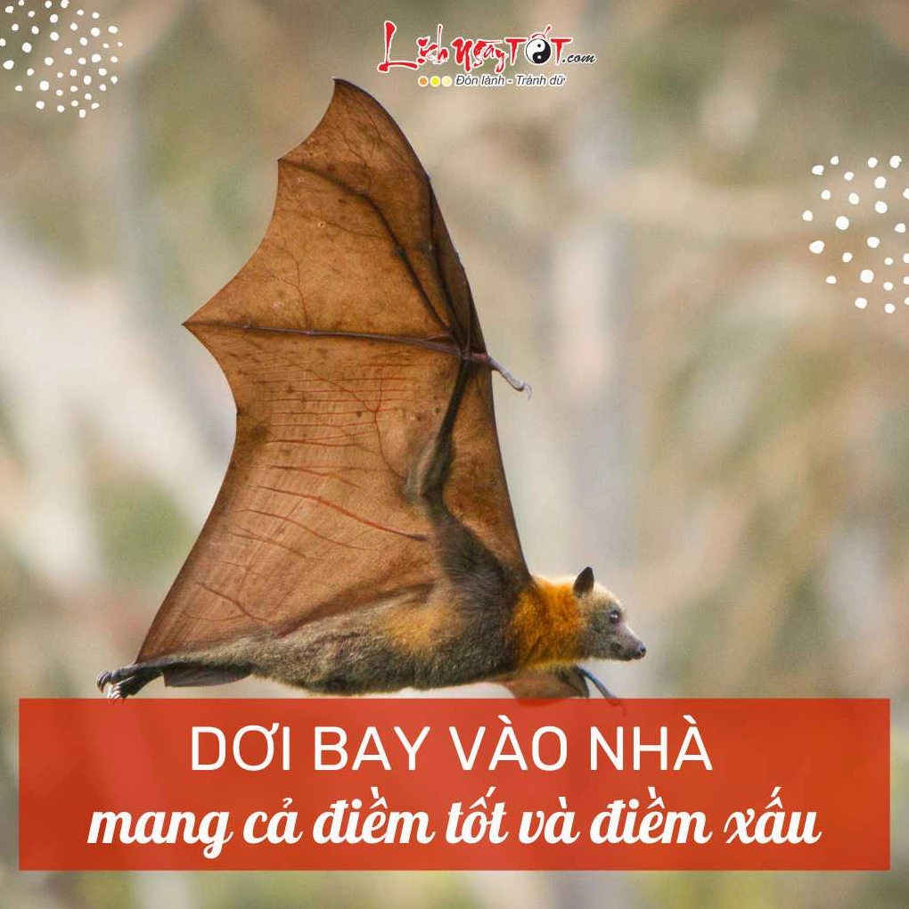 Con doi bay vao nha la diem gi?