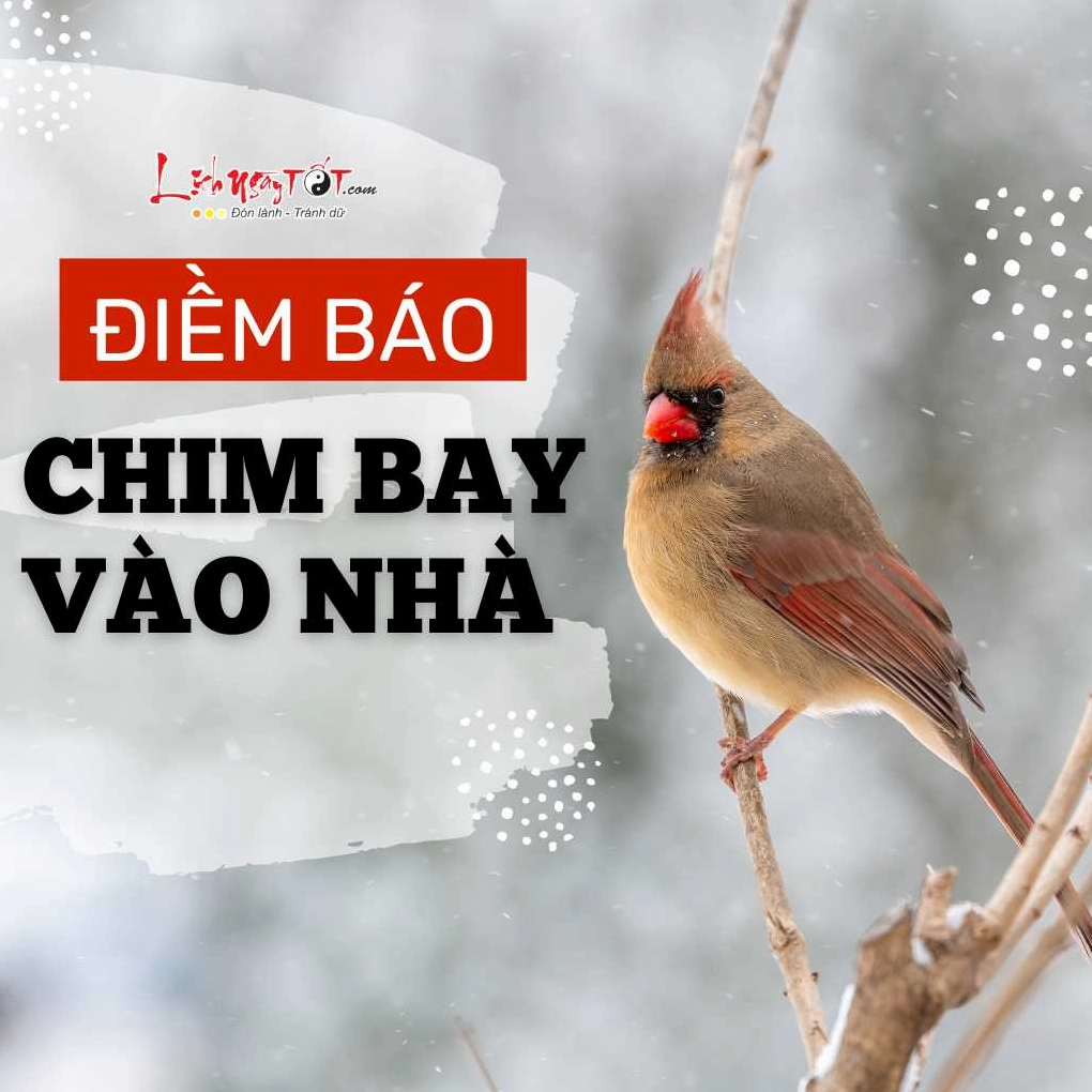Diem bao chim bay vao nha