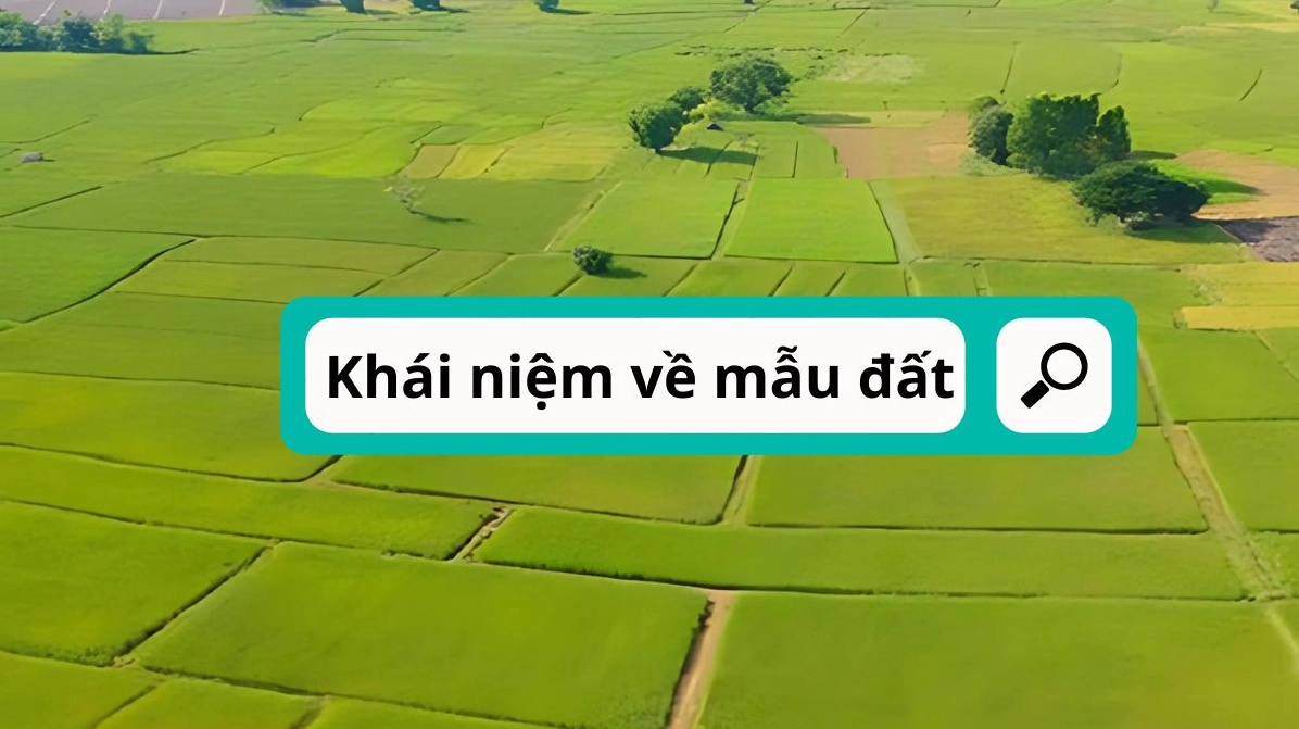 Đơn vị 'mẫu' là gì?