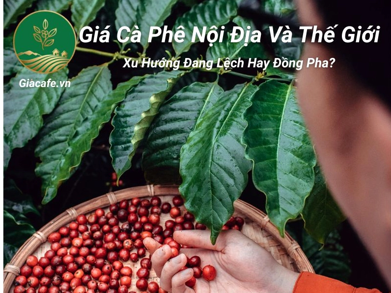 Giá cà phê nội địa Đắk Nông hôm nay