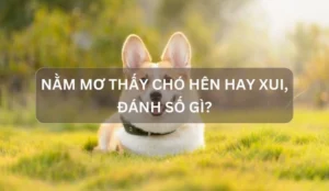giai-ma-chi-tiet-khi-mo-thay-cho-duoi-diem-bao-gi-va-con-so-_370