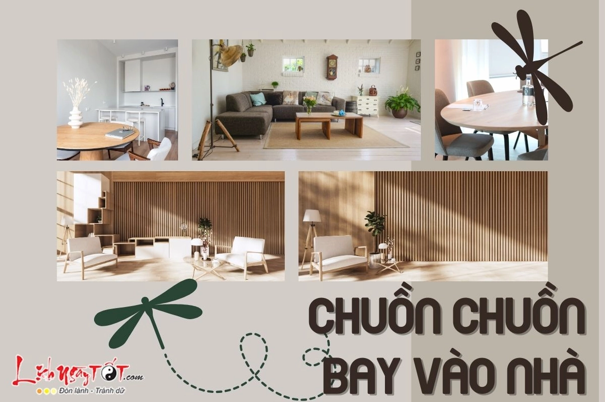 Giải mã điềm báo chuồn chuồn bay vào nhà
