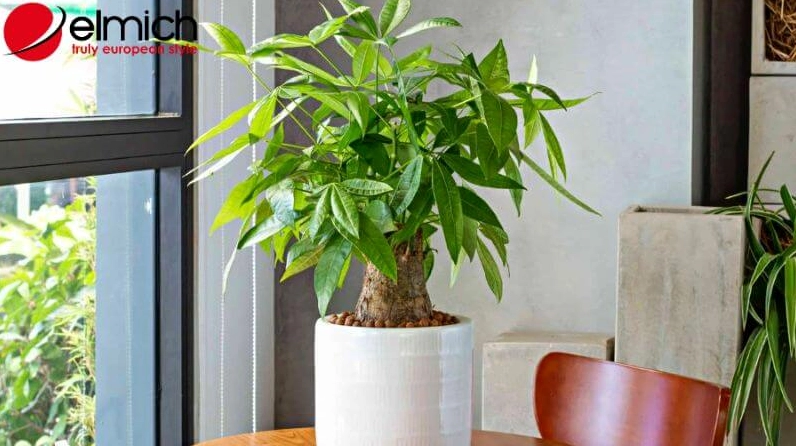 Hình 10: Kim Ngân là đáp án chính xác cho câu hỏi mệnh Hỏa hợp cây gì
