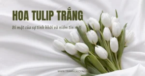 hoa-tulip-trang-co-y-nghia-gi-giai-ma-bieu-tuong-tinh-yeu-su_481