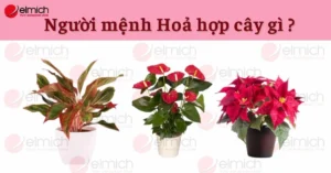 menh-hoa-hop-cay-gi-10-loai-cay-phong-thuy-hut-tai-loc-binh-_863