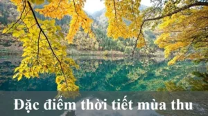 mua-thu-bat-dau-vao-thang-may-2026-giai-ma-thoi-khac-vang-la_550