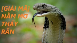 nam-mo-thay-ran-can-la-diem-bao-gi-giai-ma-chi-tiet-tu-chuye_303