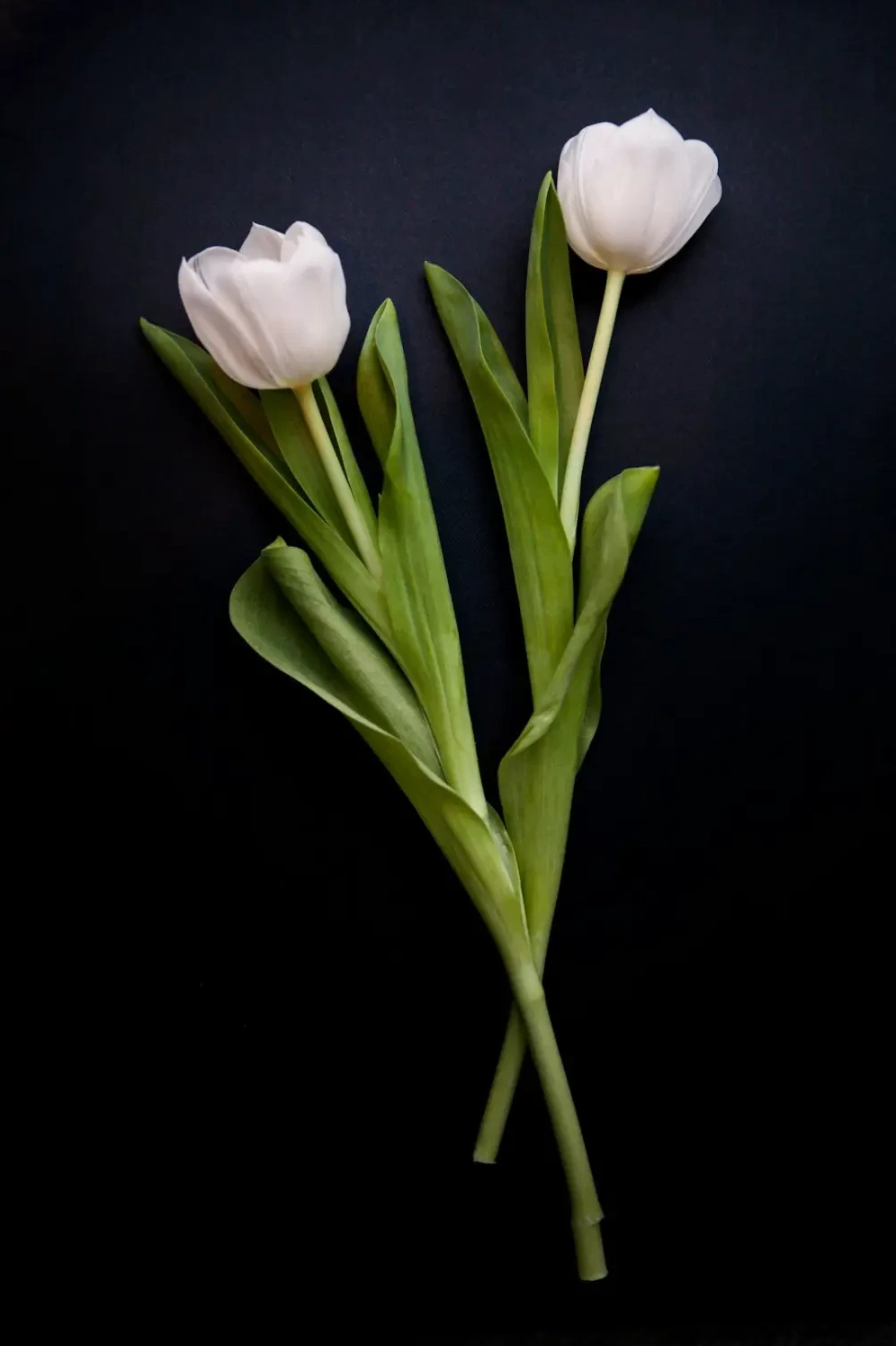 Nguồn gốc và đặc điểm của hoa tulip trắng