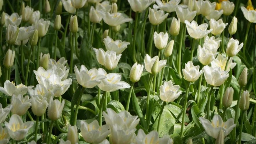 Nguồn Gốc Và Hành Trình Của Hoa Tulip Trắng