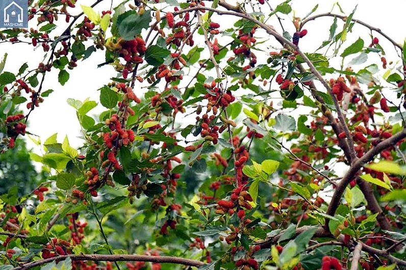 Những cây không nên trồng trước nhà - cây dâu tằm