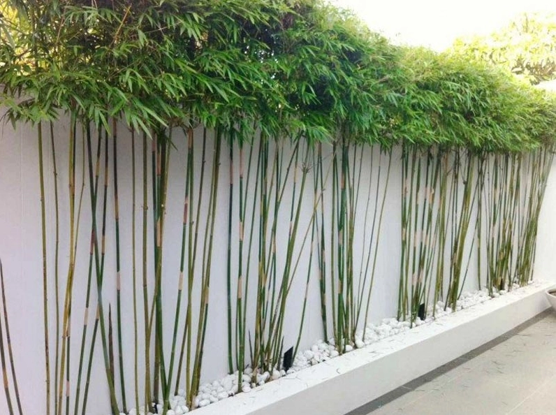 Những cây kiêng kỵ trồng trước nhà để tránh ảnh hưởng đến vượng khí, tài lộc