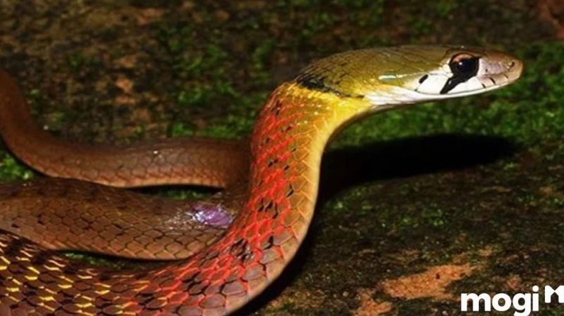 Rắn đỏ bò vào nhà