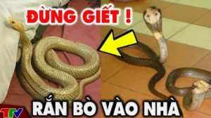 ran-vao-nha-la-diem-gi-giai-ma-tot-xau-cach-xu-ly-an-toan_303