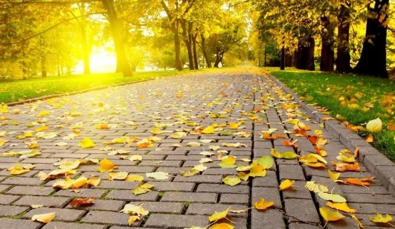 : Tìm hiểu mùa thu bắt đầu từ tháng mấy và khám phá vẻ đẹp lãng mạn của mùa thu qua sự thay đổi của thiên nhiên.