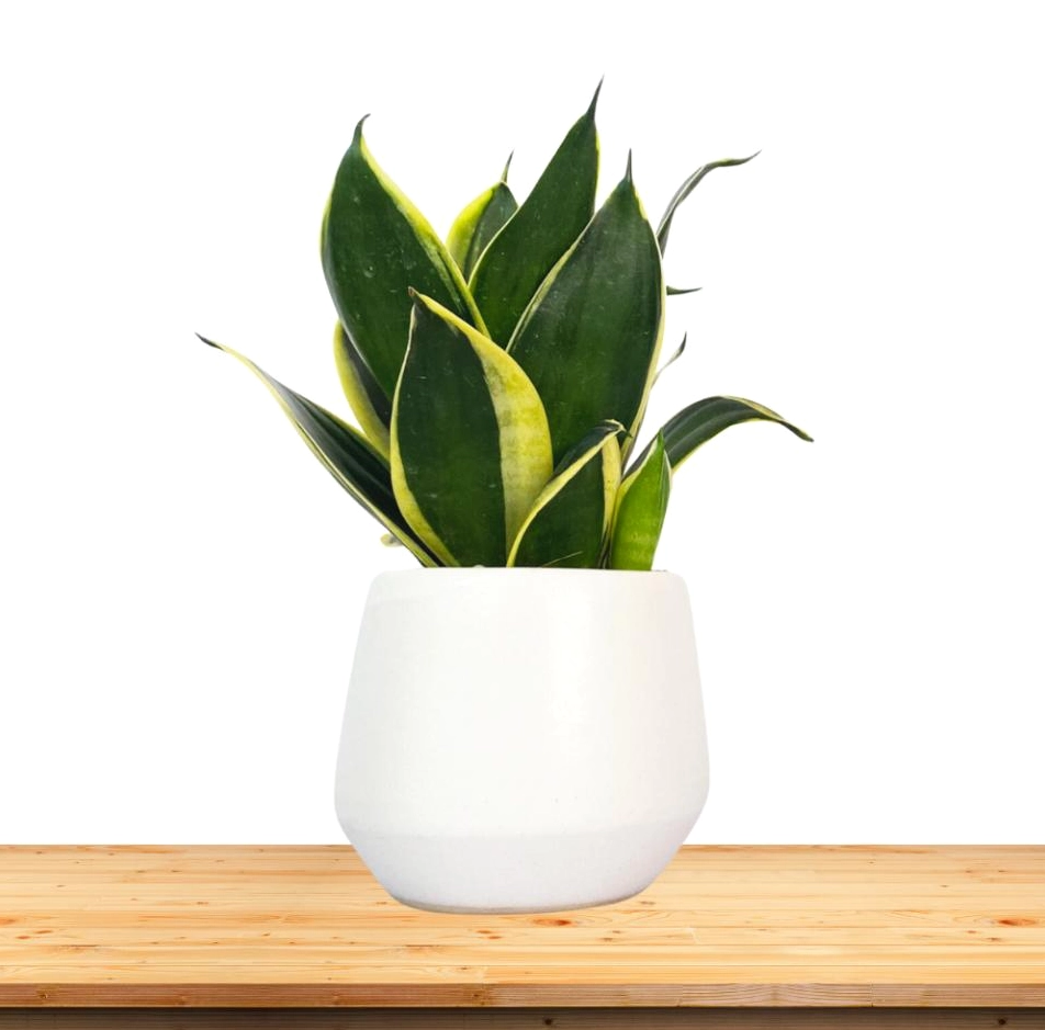 trồng cây lưỡi hổ trước nhà có tốt không