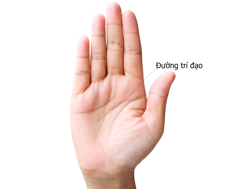 xem chỉ tay