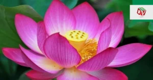 y-nghia-cua-hoa-sen-trong-van-hoa-va-doi-song-bieu-tuong-tha_703