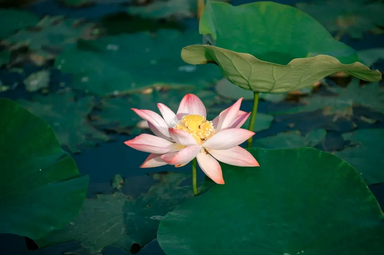 Ý nghĩa hoa sen trong đời sống người Việt Nam