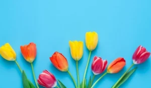 y-nghia-hoa-tulip-trang-bieu-tuong-cua-tinh-yeu-thuan-khiet_770