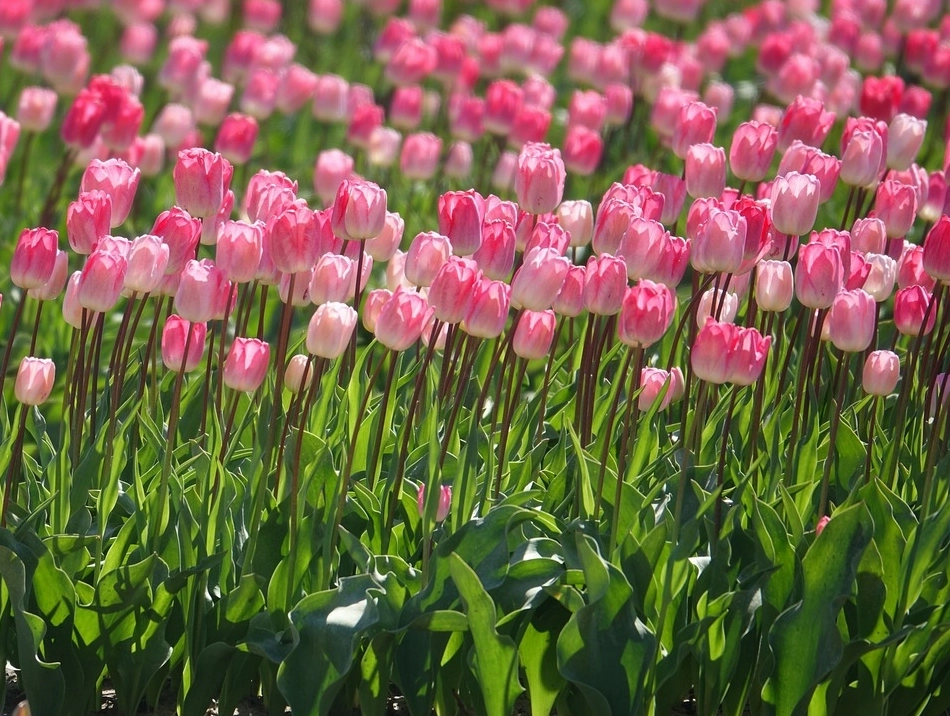Ý nghĩa hoa tulip trắng trong tình yêu chân thành